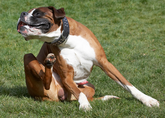 Hey, that was a good right hook
Keywords: Animal Animals Boxer Boxers Canine Canines Dave Dog Dogs Land Mammal Land Mammals Play Playing Playtime Scratch scratching Terrestrial Mammal Terrestrial Mammals