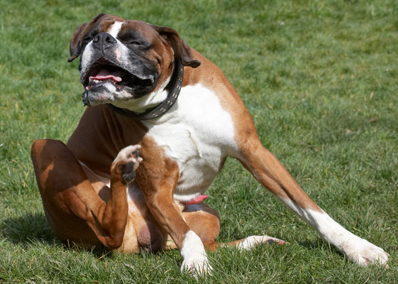 Darned itch just won't go away
Keywords: Animal Animals Boxer Boxers Canine Canines Dave Dog Dogs Land Mammal Land Mammals Play Playing Playtime Scratch scratching Terrestrial Mammal Terrestrial Mammals