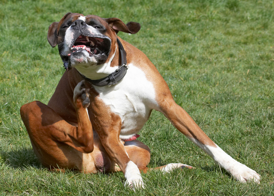 Ooh, ooh, I need longer legs
Keywords: Animal Animals Boxer Boxers Canine Canines Dave Dog Dogs Land Mammal Land Mammals Play Playing Playtime Scratch scratching Terrestrial Mammal Terrestrial Mammals