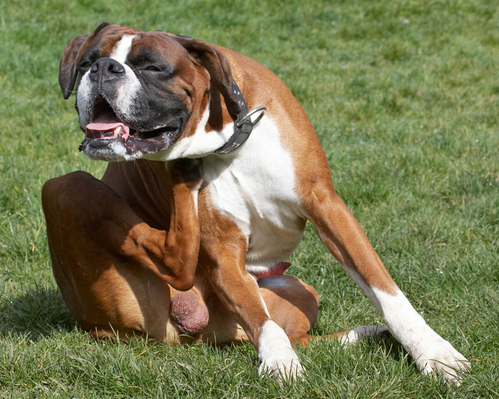 Oooh, oooh, right there
Ключові слова: Animal Animals Boxer Boxers Canine Canines Dave Dog Dogs Land Mammal Land Mammals Play Playing Playtime Scratch Scratching Terrestrial Mammal Terrestrial Mammals tongue