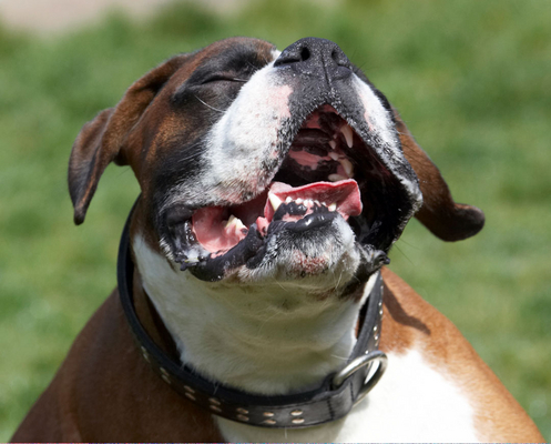 Ecstasy
Schlüsselwörter: Animal Animals Boxer Boxers Canine Canines Dave Dog Dogs Land Mammal Land Mammals Play Playing Playtime Scratch scratching Terrestrial Mammal Terrestrial Mammals