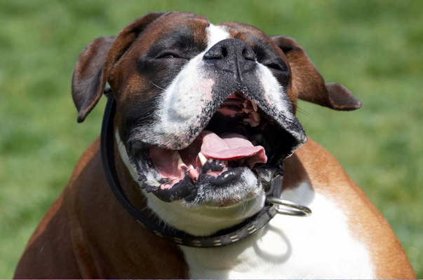 I AM in the zone
Keywords: Animal Animals Boxer Boxers Canine Canines Dave Dog Dogs Land Mammal Land Mammals Play Playing Playtime Scratch Scratching Terrestrial Mammal Terrestrial Mammals tongue