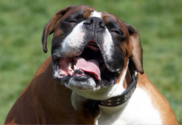 This is, quite simply, ..............
Keywords: Animal Animals Boxer Boxers Canine Canines Dave Dog Dogs Land Mammal Land Mammals Play Playing Playtime Scratch scratching Terrestrial Mammal Terrestrial Mammals