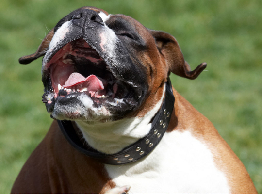 ........... doggie heaven
Avainsanat: Animal Animals Boxer Boxers Canine Canines Dave Dog Dogs Land Mammal Land Mammals Play Playing Playtime Scratch scratching Terrestrial Mammal Terrestrial Mammals