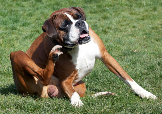 Have you been watching?!
Schlüsselwörter: Animal Animals Boxer Boxers Canine Canines Dave Dog Dogs Land Mammal Land Mammals Play Playing Playtime Scratch scratching Terrestrial Mammal Terrestrial Mammals