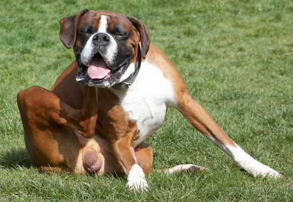 Yesssssssssssss
Schlüsselwörter: Animal Animals Boxer Boxers Canine Canines Dave Dog Dogs Land Mammal Land Mammals Play Playing Playtime Scratch Scratching Terrestrial Mammal Terrestrial Mammals tongue