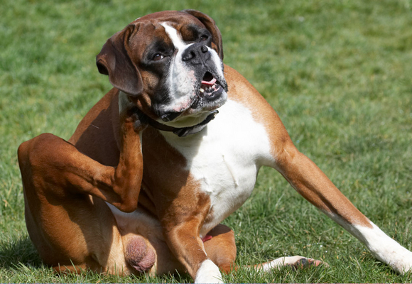 I'll get it in the end
Klíčová slova: Animal Animals Boxer Boxers Canine Canines Dave Dog Dogs Land Mammal Land Mammals Play Playing Playtime Scratch scratching Terrestrial Mammal Terrestrial Mammals