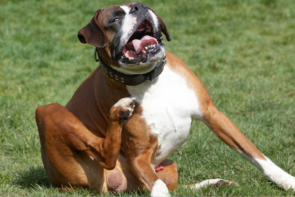 Oooh, that's better
Ключевые слова: Animal Animals Boxer Boxers Canine Canines Dave Dog Dogs Land Mammal Land Mammals Play Playing Playtime Scratch scratching Terrestrial Mammal Terrestrial Mammals