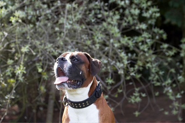 OK, you got my attention .........
Klíčová slova: Animal Animals Boxer Boxers Canine Canines Dave Dog Dogs Land Mammal Land Mammals Play Playing Playtime Terrestrial Mammal Terrestrial Mammals tongue