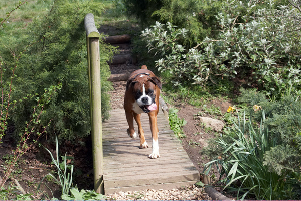 I'm jus' explorin'
Klíčová slova: Animal Animals Boxer Boxers Canine Canines Dave Dog Dogs Land Mammal Land Mammals Play Playing Playtime Terrestrial Mammal Terrestrial Mammals tongue