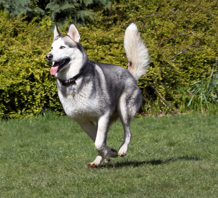 I'm on the run
Ključne besede: Animal Animals Canine Canines Dog Dogs Huskies Husky Land Mammal Land Mammals Play Playing Playtime Reeba Run Running Terrestrial Mammal Terrestrial Mammals tongue