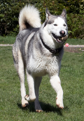 You ready to throw it again?!
Palabras clave: Animal Animals Ball Canine Canines Dog Dogs Huskies Husky Land Mammal Land Mammals Play Playing Playtime Reeba Run running Terrestrial Mammal Terrestrial Mammals
