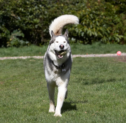 This is such fun
Ключови думи: Animal Animals Ball Canine Canines Dog Dogs Huskies Husky Land Mammal Land Mammals Play Playing Playtime Reeba Run running Terrestrial Mammal Terrestrial Mammals