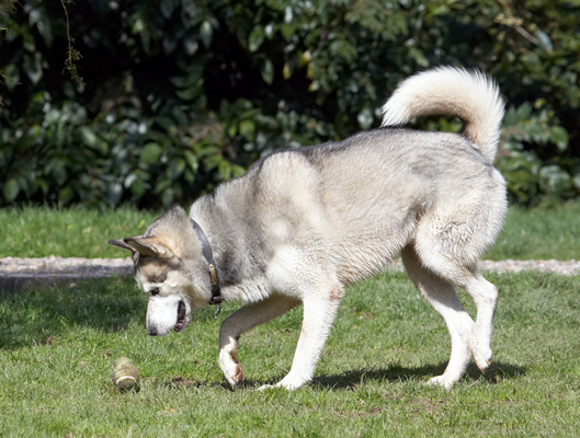 I'm on it
Anahtar kelimeler: Animal Animals ball Canine Canines Dog Dogs Huskies Husky Land Mammal Land Mammals Play Playing Playtime Reeba Terrestrial Mammal Terrestrial Mammals