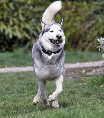 I'mbringing it back
Palabras clave: Animal Animals Ball Canine Canines Dog Dogs Huskies Husky Land Mammal Land Mammals Play Playing Playtime Reeba Run running Terrestrial Mammal Terrestrial Mammals