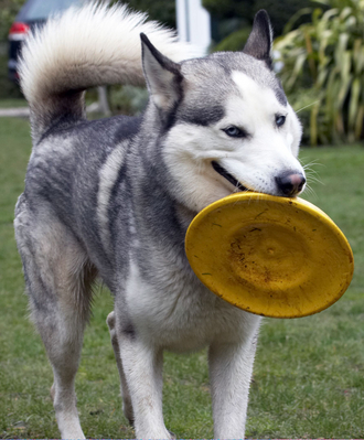 Now, how do I throw this?
Palabras clave: Animal Animals Canine Canines Dog Dogs frisbee Huskies Husky Land Mammal Land Mammals Play Playing Playtime Reeba Terrestrial Mammal Terrestrial Mammals