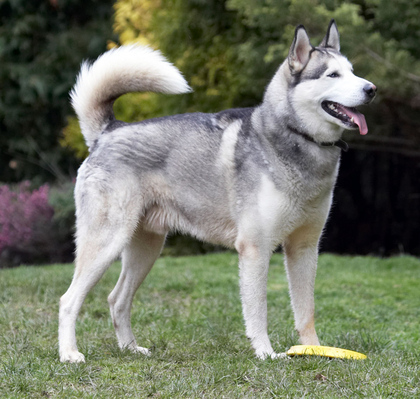 What shall I do now? .............
Keywords: Animal Animals Canine Canines Dog Dogs frisbee Huskies Husky Land Mammal Land Mammals Play Playing Playtime Reeba Smile Smiling Terrestrial Mammal Terrestrial Mammals Tongue