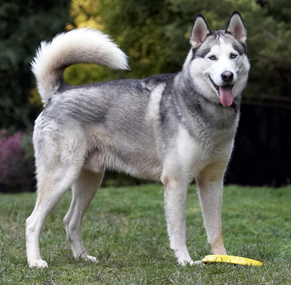 ........... huh
Klíčová slova: Animal Animals Canine Canines Dog Dogs frisbee Huskies Husky Land Mammal Land Mammals Play Playing Playtime Reeba Smile Smiling Terrestrial Mammal Terrestrial Mammals Tongue