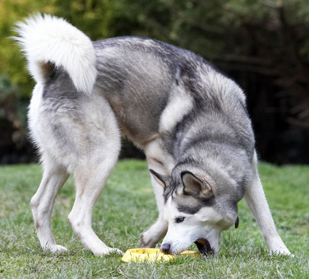 Boy, it's hard to pick up
Anahtar kelimeler: Animal Animals Canine Canines Dog Dogs frisbee Huskies Husky Land Mammal Land Mammals Play Playing Playtime Reeba Terrestrial Mammal Terrestrial Mammals