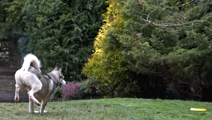 Wow, it's faster than I am
Palabras clave: Animal Animals Canine Canines Dog Dogs frisbee Huskies Husky Land Mammal Land Mammals Play Playing Playtime Reeba Run Running Terrestrial Mammal Terrestrial Mammals