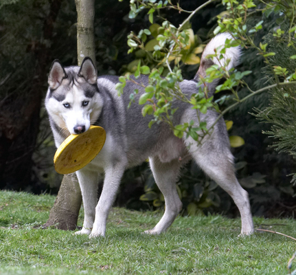 I got it
Keywords: Animal Animals Canine Canines Dog Dogs frisbee Huskies Husky Land Mammal Land Mammals Play Playing Playtime Reeba Terrestrial Mammal Terrestrial Mammals