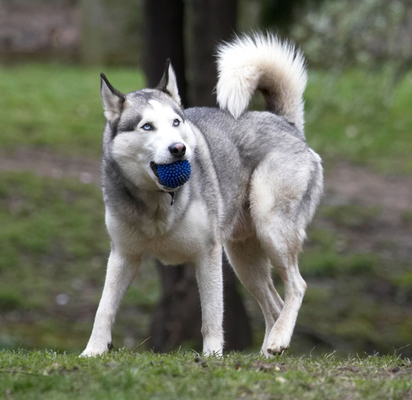 Look, I'm with a ball and all clean
Keywords: Animal Animals ball Canine Canines Dog Dogs Huskies Husky Land Mammal Land Mammals Play Playing Playtime Reeba Terrestrial Mammal Terrestrial Mammals