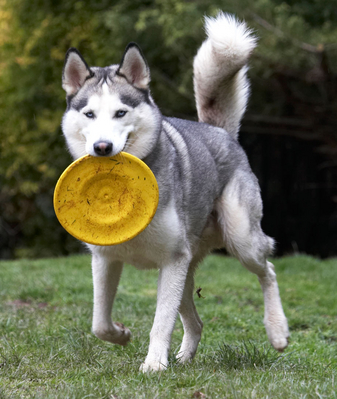 Have you seen this flying saucer?
Ключови думи: Animal Animals Canine Canines Dog Dogs Frisbee Huskies Husky Land Mammal Land Mammals Play Playing Playtime Reeba Run running Terrestrial Mammal Terrestrial Mammals