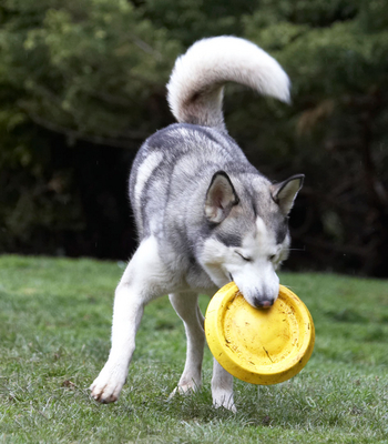 .......... to hold
Ключові слова: Animal Animals Canine Canines Dog Dogs frisbee Huskies Husky Land Mammal Land Mammals Play Playing Playtime Reeba Terrestrial Mammal Terrestrial Mammals
