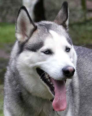 I AM pooped
Λέξεις-κλειδιά: Animal Animals Canine Canines Dog Dogs Huskies Husky Land Mammal Land Mammals Play Playing Playtime Reeba Smile smiling Terrestrial Mammal Terrestrial Mammals Tongue
