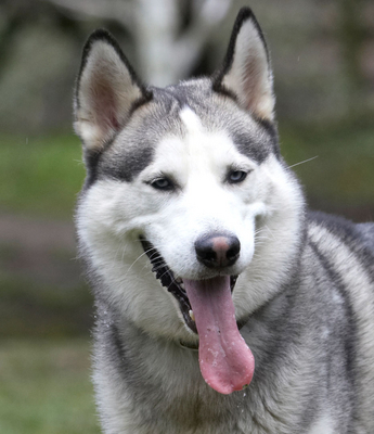 Gotta take a break ..............
Keywords: Animal Animals Canine Canines Dog Dogs Huskies Husky Land Mammal Land Mammals Play Playing Playtime Reeba Smile smiling Terrestrial Mammal Terrestrial Mammals Tongue