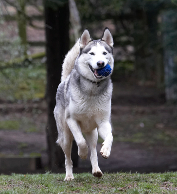 ........ only for a moment
Mots-clés: Animal Animals Ball Canine Canines Dog Dogs Huskies Husky Land Mammal Land Mammals Play Playing Playtime Reeba Run running Terrestrial Mammal Terrestrial Mammals