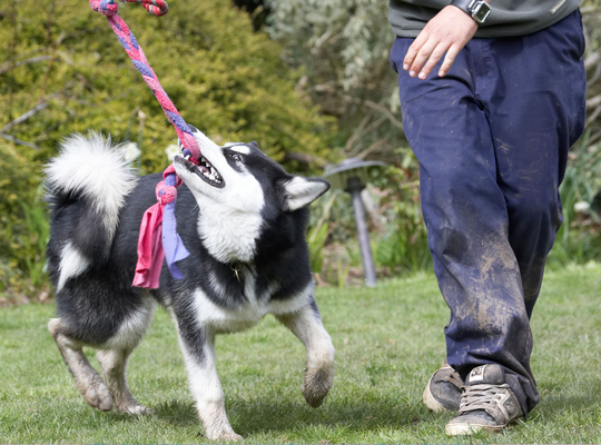 I'm gonna win
Avainsanat: Alaskan Malamute Animal Animals Bentley Canine Canines Dog Dogs Land Mammal Land Mammals Malamutes Play Playing playtime Terrestrial Mammal Terrestrial Mammals Tug-o-war