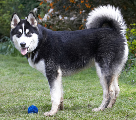 Who's gonna throw for me?
Keywords: Alaskan Malamute Animal Animals Ball Bentley Canine Canines Dog Dogs Land Mammal Land Mammals Malamutes Play Playing Playtime Terrestrial Mammal Terrestrial Mammals tongue