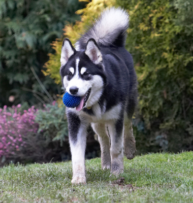 Keywords: Alaskan Malamute Animal Animals Ball Bentley Canine Canines Dog Dogs Land Mammal Land Mammals Malamutes Play Playing Playtime Terrestrial Mammal Terrestrial Mammals