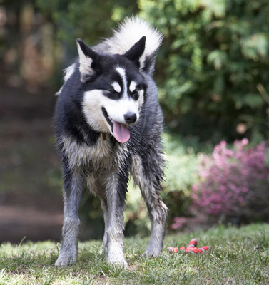 OK, I'm pooped
Klíčová slova: Alaskan Malamute Animal Animals Bentley Canine Canines Dog Dogs Land Mammal Land Mammals Malamutes Play Playing playtime Terrestrial Mammal Terrestrial Mammals Tongue