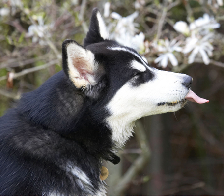 Gotta concentrate ........
Schlüsselwörter: Alaskan Animal Animals Bentley Butter Canine Canines Dog Dogs Land Mammal Land Mammals Malamute Malamutes Peanut Play Playing playtime Terrestrial Mammal Terrestrial Mammals Tongue