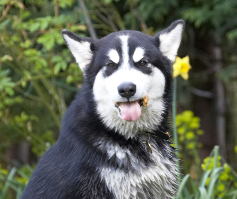 Have I got it all?
Ключови думи: Alaskan Malamute Animal Animals Bentley Butter Canine Canines Dog Dogs Land Mammal Land Mammals Malamutes Peanut Play Playing Playtime Terrestrial Mammal Terrestrial Mammals tongue