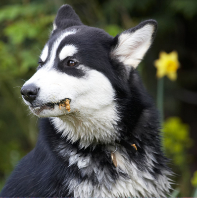 Yummmmmmmmmmmmmm
Anahtar kelimeler: Alaskan Malamute Animal Animals Bentley Butter Canine Canines Dog Dogs Land Mammal Land Mammals Malamutes Peanut Play Playing Playtime Terrestrial Mammal Terrestrial Mammals tongue
