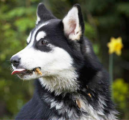 ......... gonna .........
Anahtar kelimeler: Alaskan Malamute Animal Animals Bentley Butter Canine Canines Dog Dogs Land Mammal Land Mammals Malamutes Peanut Play Playing Playtime Terrestrial Mammal Terrestrial Mammals tongue