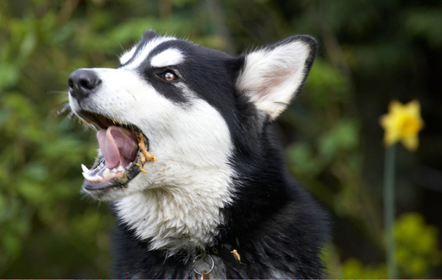 ....... keep ...........
Schlüsselwörter: Alaskan Malamute Animal Animals Bentley Butter Canine Canines Dog Dogs Land Mammal Land Mammals Malamutes Peanut Play Playing Playtime Terrestrial Mammal Terrestrial Mammals tongue