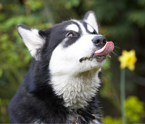 .............. me ...........
Ключови думи: Alaskan Malamute Animal Animals Bentley Butter Canine Canines Dog Dogs Land Mammal Land Mammals Malamutes Peanut Play Playing Playtime Terrestrial Mammal Terrestrial Mammals tongue