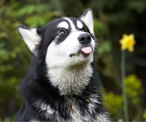 ............... quiet ...........
Klíčová slova: Alaskan Malamute Animal Animals Bentley Butter Canine Canines Dog Dogs Land Mammal Land Mammals Malamutes Peanut Play Playing Playtime Terrestrial Mammal Terrestrial Mammals tongue
