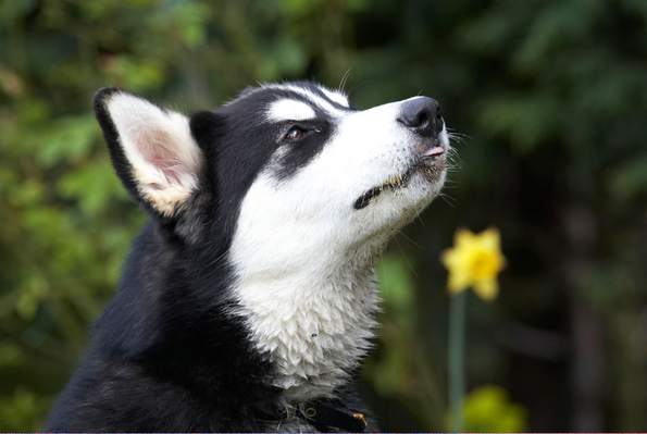 ............... for ages!!
Anahtar kelimeler: Alaskan Malamute Animal Animals Bentley Butter Canine Canines Dog Dogs Land Mammal Land Mammals Malamutes Peanut Play Playing Playtime Terrestrial Mammal Terrestrial Mammals tongue