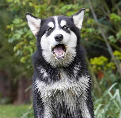 Give me more!!
Schlüsselwörter: Alaskan Malamute Animal Animals Bentley Butter Canine Canines Dog Dogs Land Mammal Land Mammals Malamutes Peanut Play Playing Playtime Terrestrial Mammal Terrestrial Mammals tongue