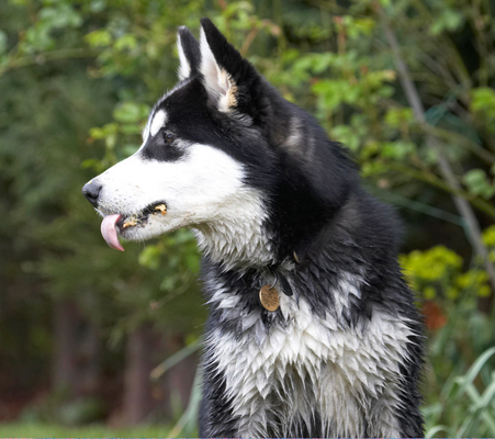 This is sooooooooooooo good
Palabras clave: Alaskan Malamute Animal Animals Bentley Butter Canine Canines Dog Dogs Land Mammal Land Mammals Malamutes Peanut Play Playing Playtime Terrestrial Mammal Terrestrial Mammals tongue