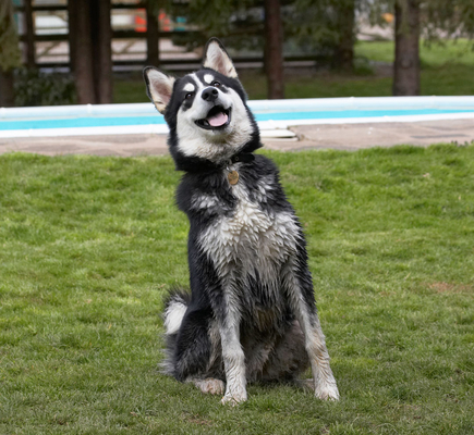 Is there more??
Schlüsselwörter: Alaskan Malamute Animal Animals Bentley Butter Canine Canines Dog Dogs Land Mammal Land Mammals Malamutes Peanut Play Playing Playtime Smile smiling Terrestrial Mammal Terrestrial Mammals Tongue