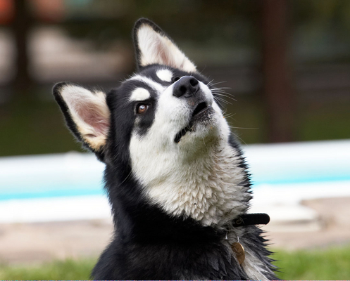 ..... pretty please
Ključne besede: Alaskan Malamute Animal Animals Bentley Butter Canine Canines Dog Dogs Land Mammal Land Mammals Malamutes Peanut Play Playing Playtime Terrestrial Mammal Terrestrial Mammals