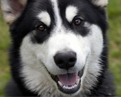I am one happy chappie!!
Klíčová slova: Alaskan Malamute Animal Animals Bentley Butter Canine Canines Dog Dogs Land Mammal Land Mammals Malamutes Peanut Play Playing Playtime Smile smiling Terrestrial Mammal Terrestrial Mammals Tongue