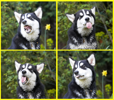 Me? - I'm enjoying myself!!
Anahtar kelimeler: Alaskan Malamute Animal Animals Bentley Butter Canine Canines Dog Dogs Land Mammal Land Mammals Malamutes Montage Peanut Play Playing playtime Terrestrial Mammal Terrestrial Mammals Tongue