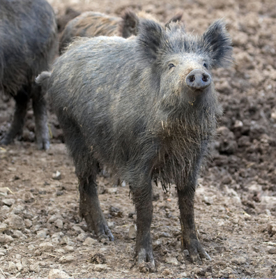 Did you bring some food for me?!
Klíčová slova: Animal Animal Husbandry Animals Boar Boars Ham Hamming Hog Hogs Husbandry Land Mammal Land Mammals Livestock Livestock Farming Pig Pigs Swine Terrestrial Mammal Terrestrial Mammals Wild
